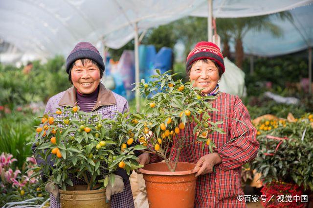 江蘇最大的花卉批發(fā)市場，豬年春節(jié)前夕備貨忙